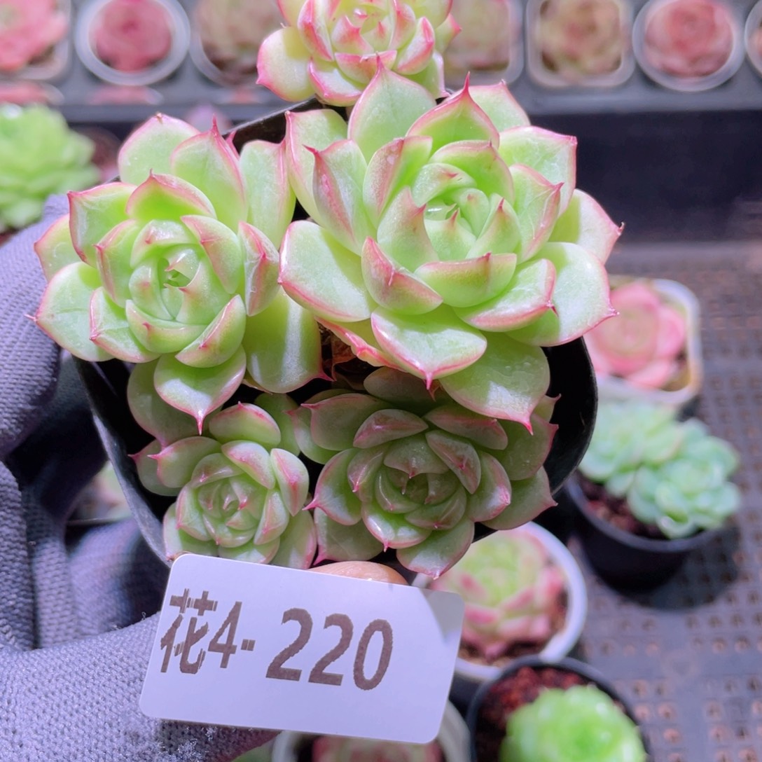 花利美 4-220海王群