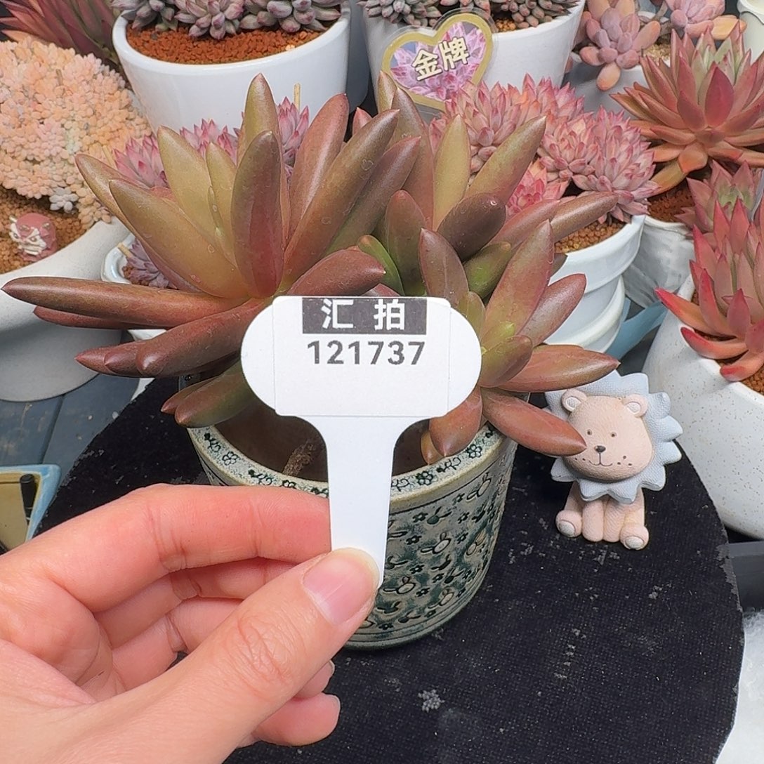 精品多肉植物121737