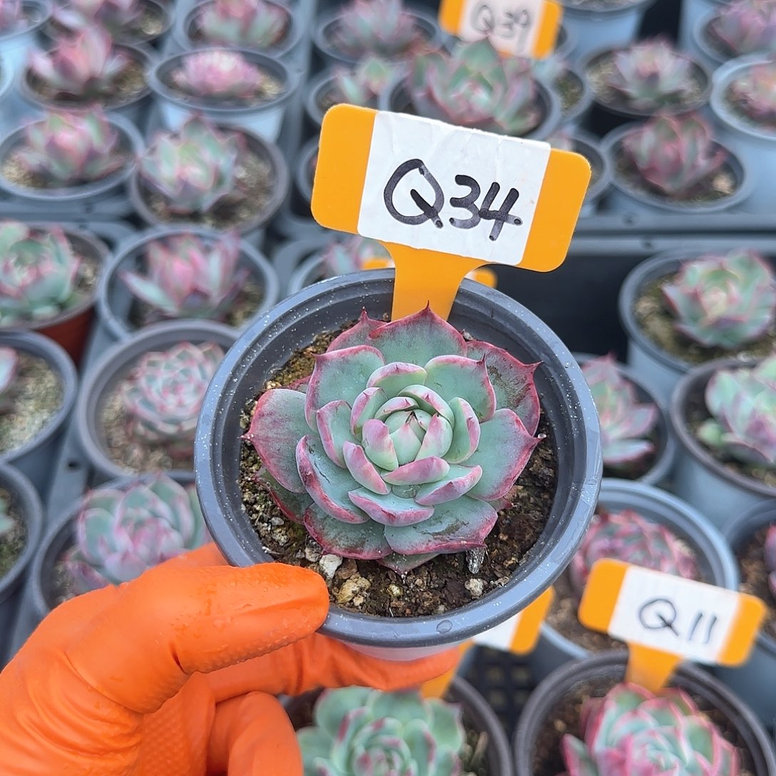 宠***?Q34惊鸿单头多肉