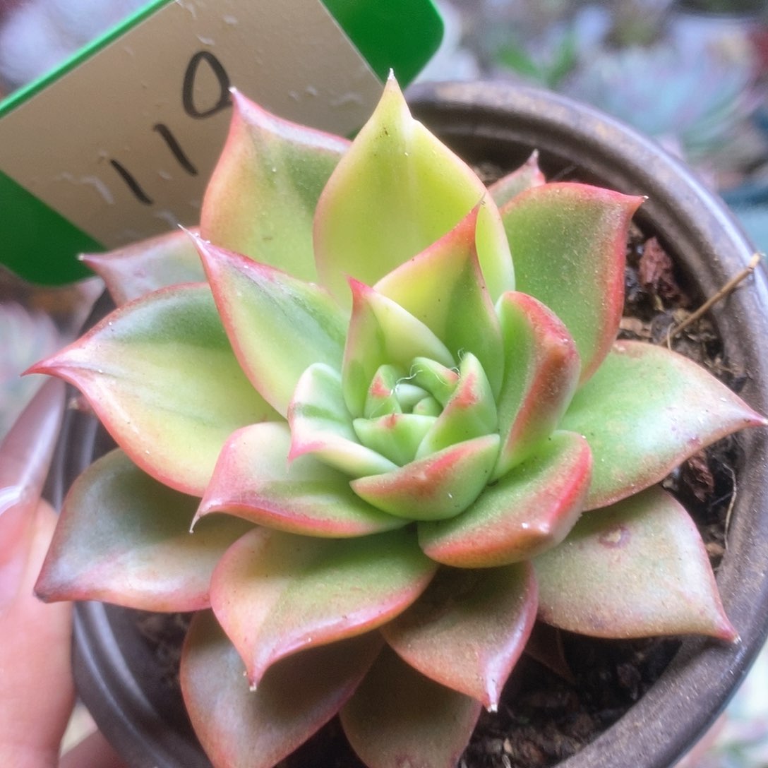 119藏宝图锦锦锦锦锦锦