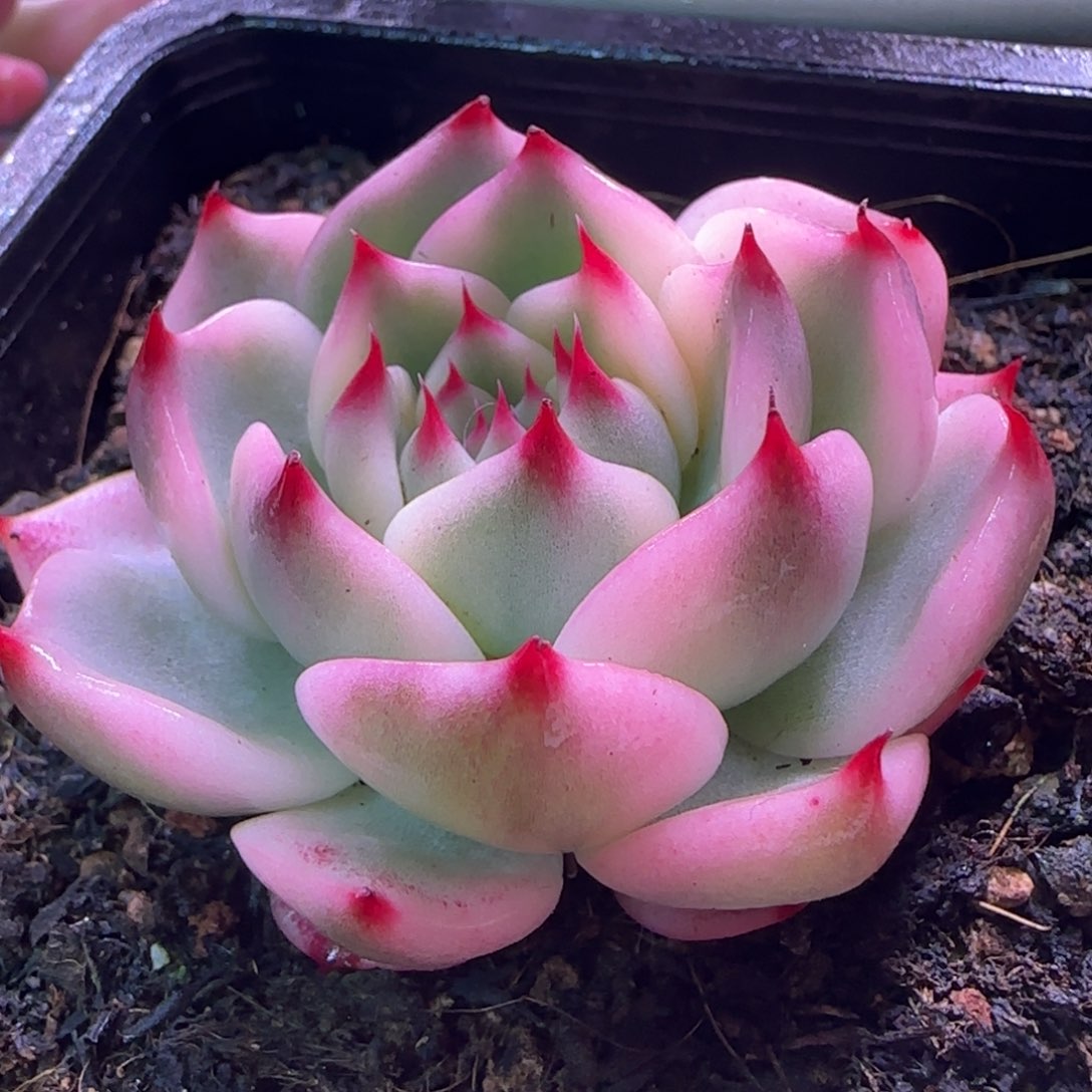 吉娃娃锦1018多肉