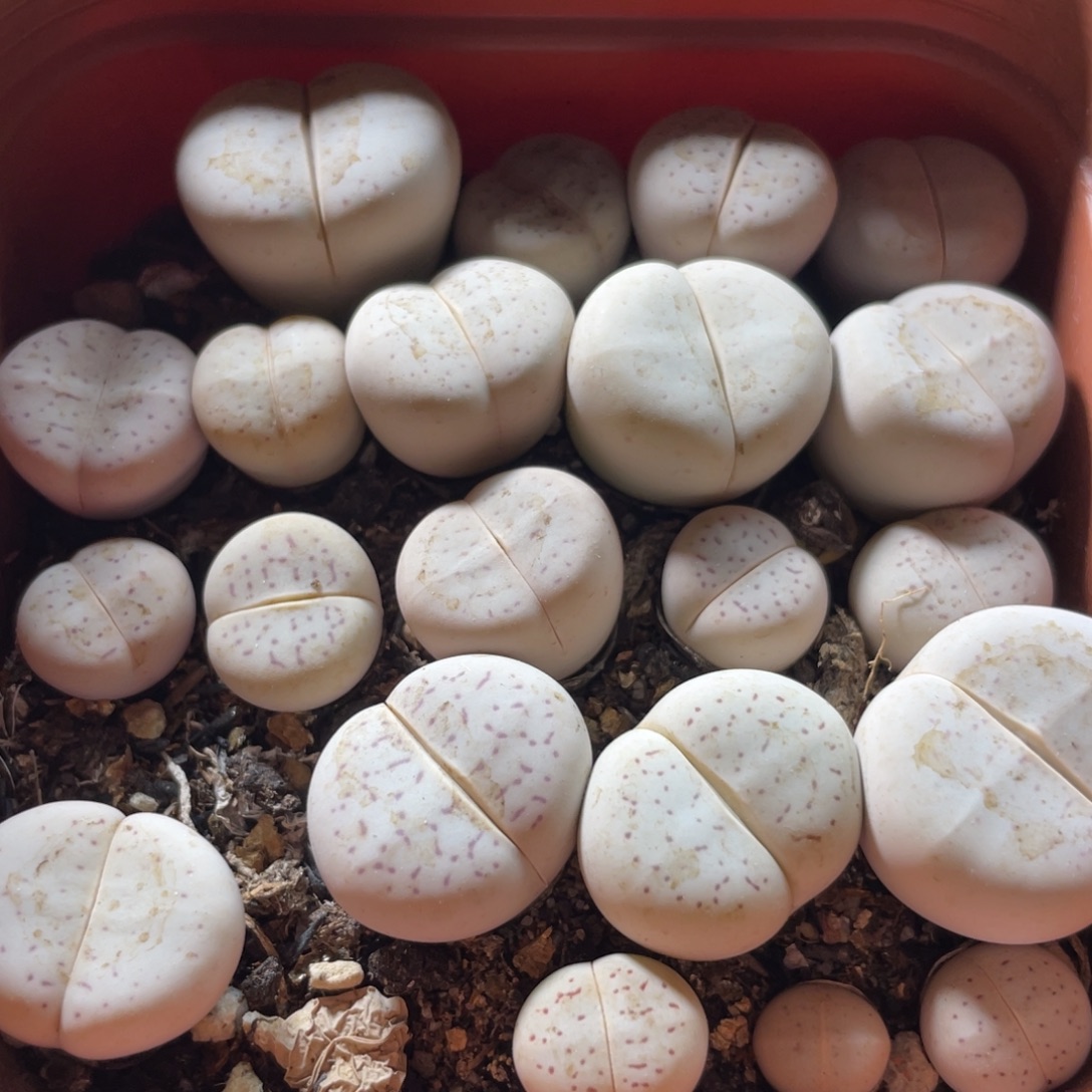 大盆特价一物一拍～11