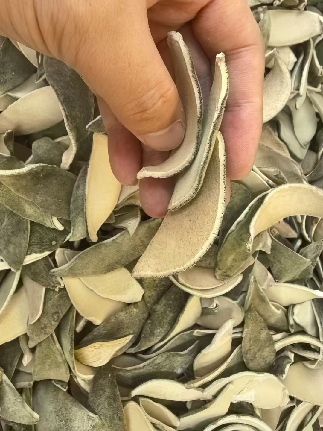 2025年广东化州头采超薄化橘红