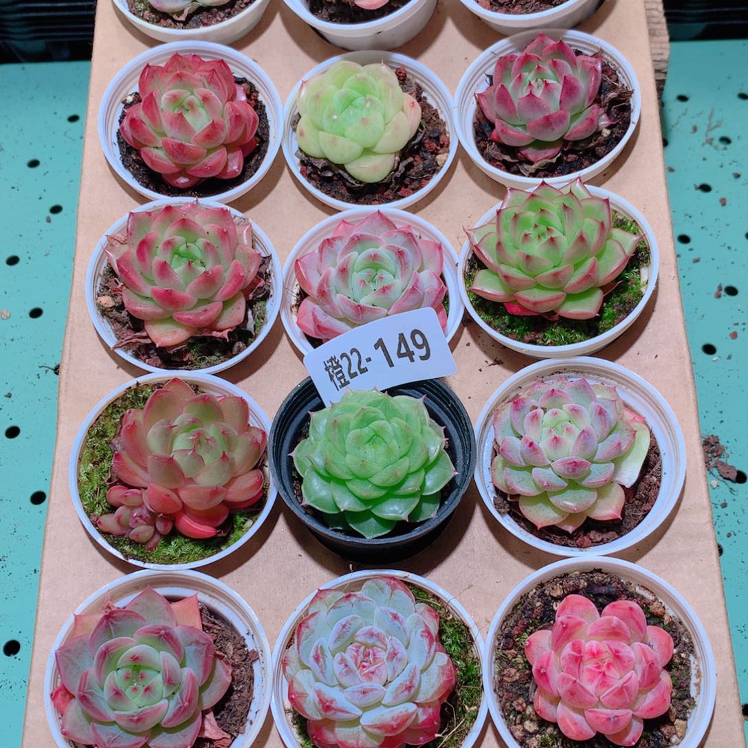22-149一物一拍多肉带盆18颗