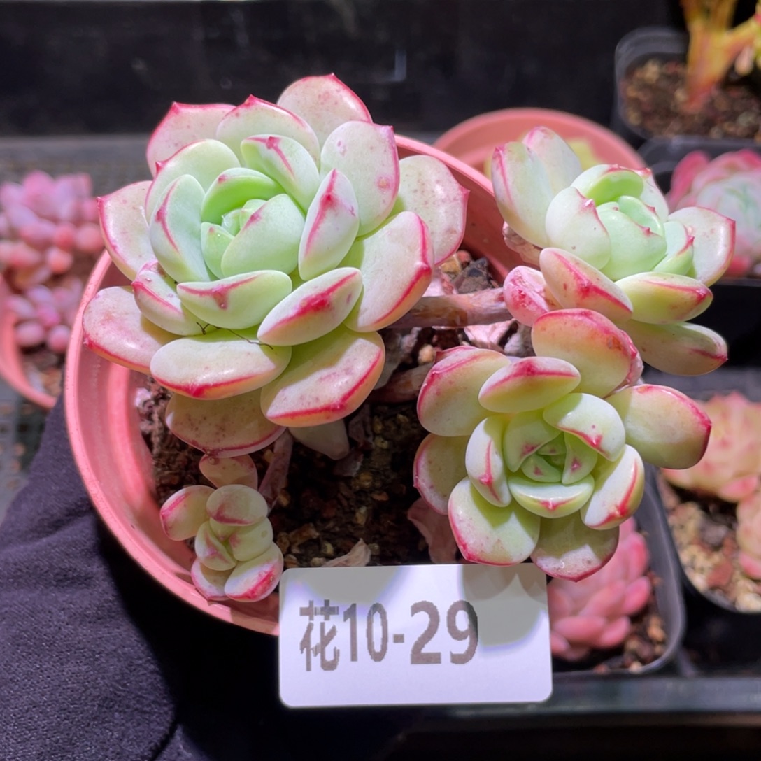 花利美10-29香草群