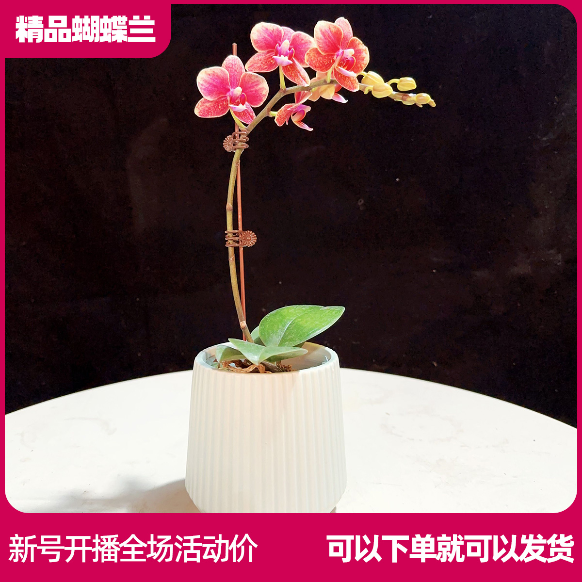 【金蝶A001】精品蝴蝶兰 任意两颗包邮 只拍一颗默认【发苗】