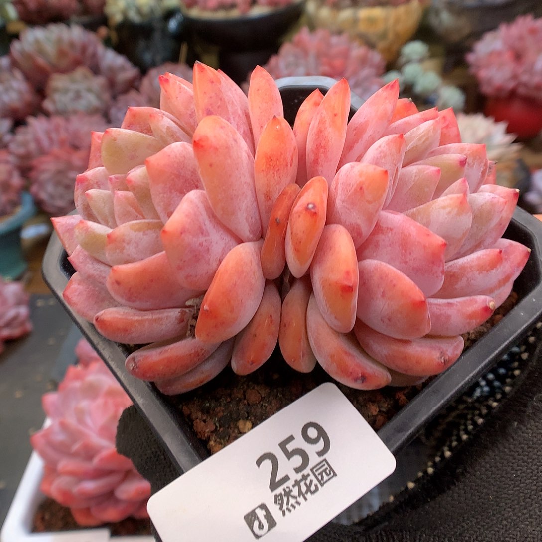 259雪天使多肉植物66666