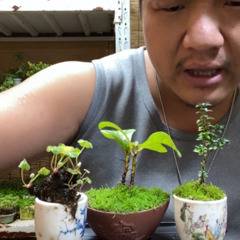 红陶一物一拍所见即所得220