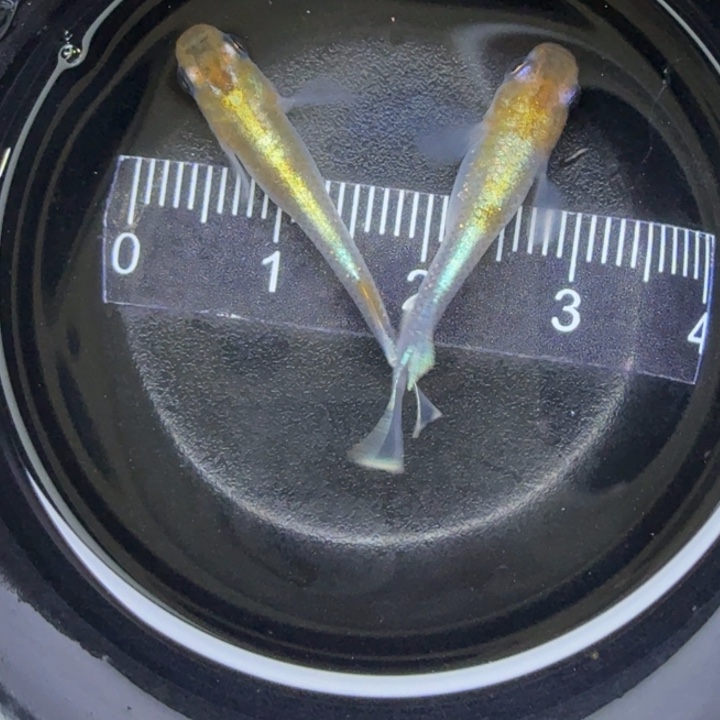 青鳉鱼暗黑赤壁73号