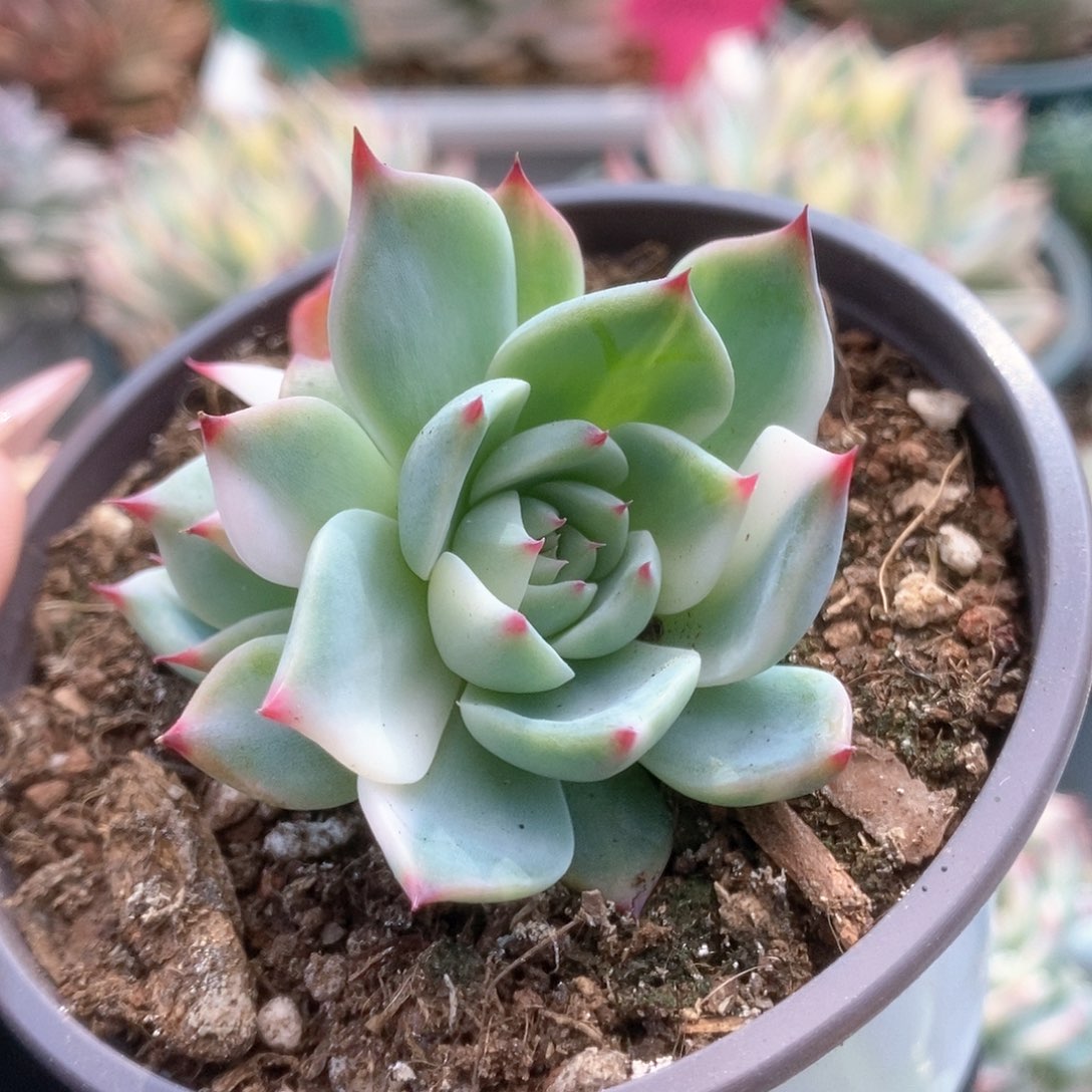 083锦锦锦锦锦锦锦锦