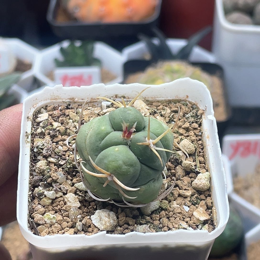 实生绯冠龙仙人球