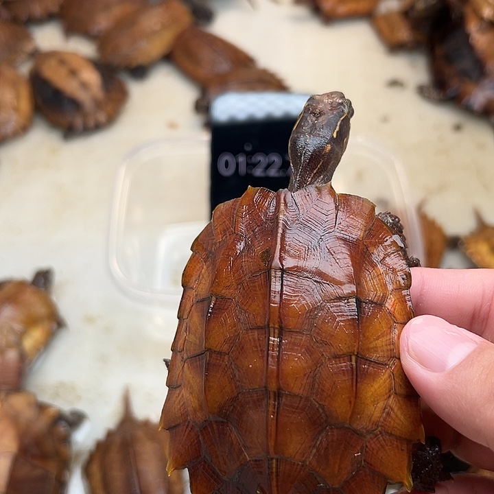 母宠物龟清*枫叶龟