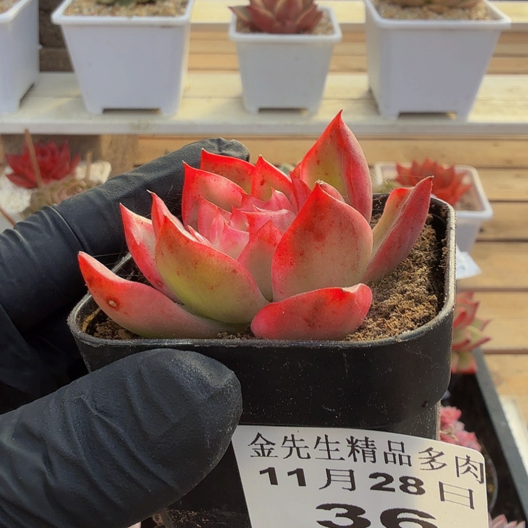 1128-36珍妮锦单头