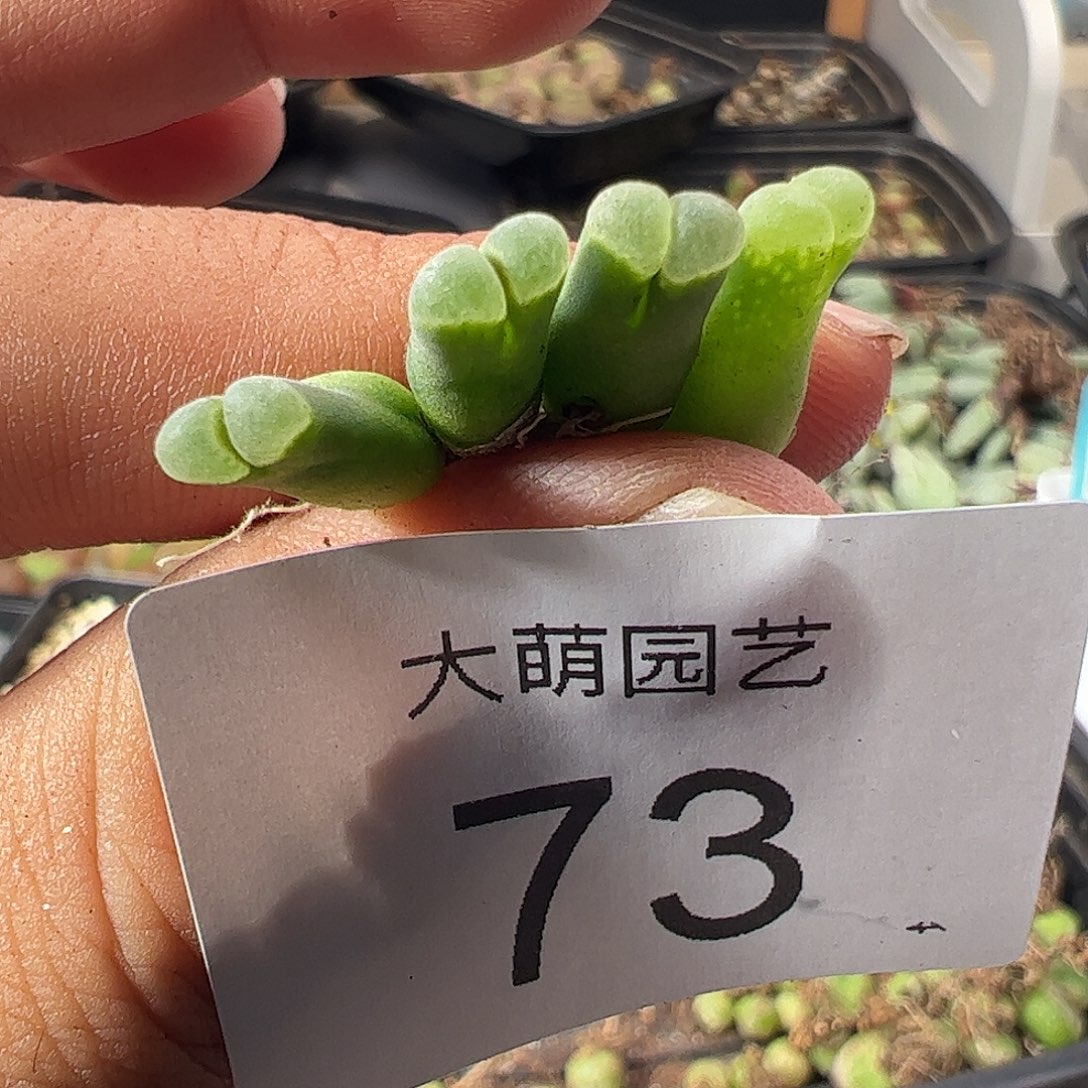 一物一拍SB805佛肚。  73