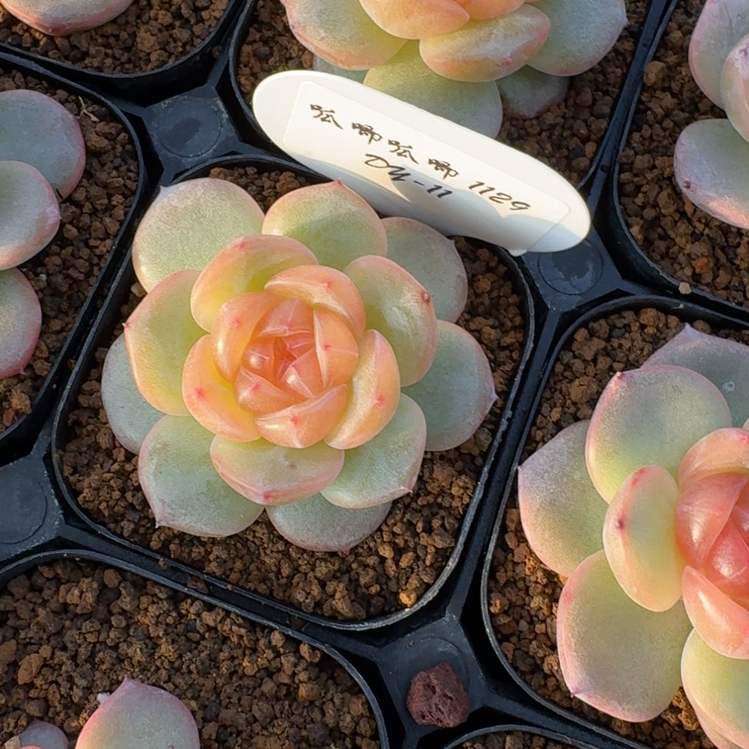 我***字1129-11-0026单头