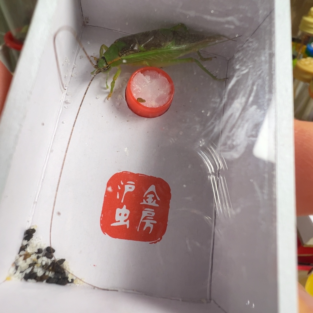 心***水蟋蟀一只短须霍氏