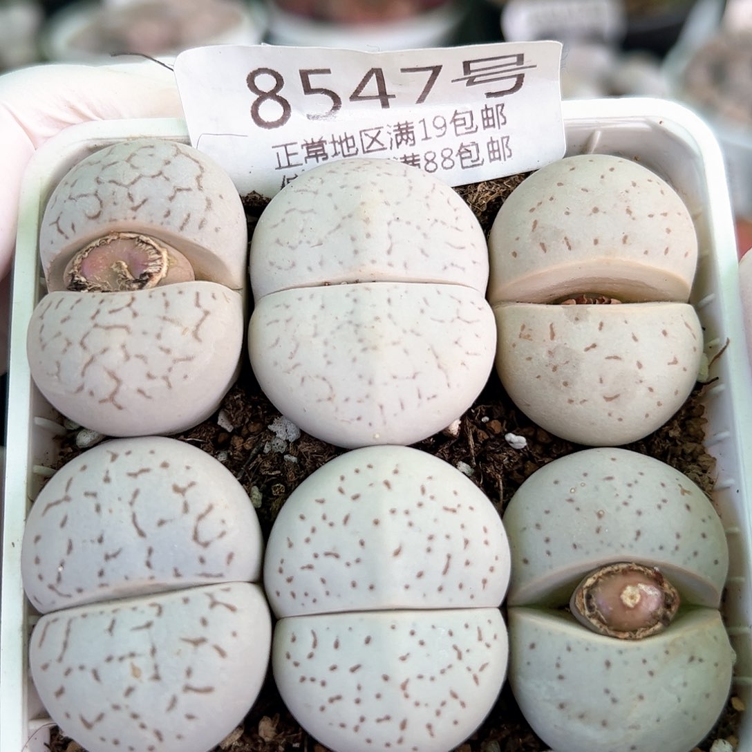 好养易活生石花大母本8547