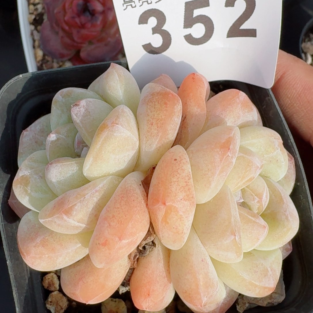 冰玉  开播福利捡漏随单发满58包邮