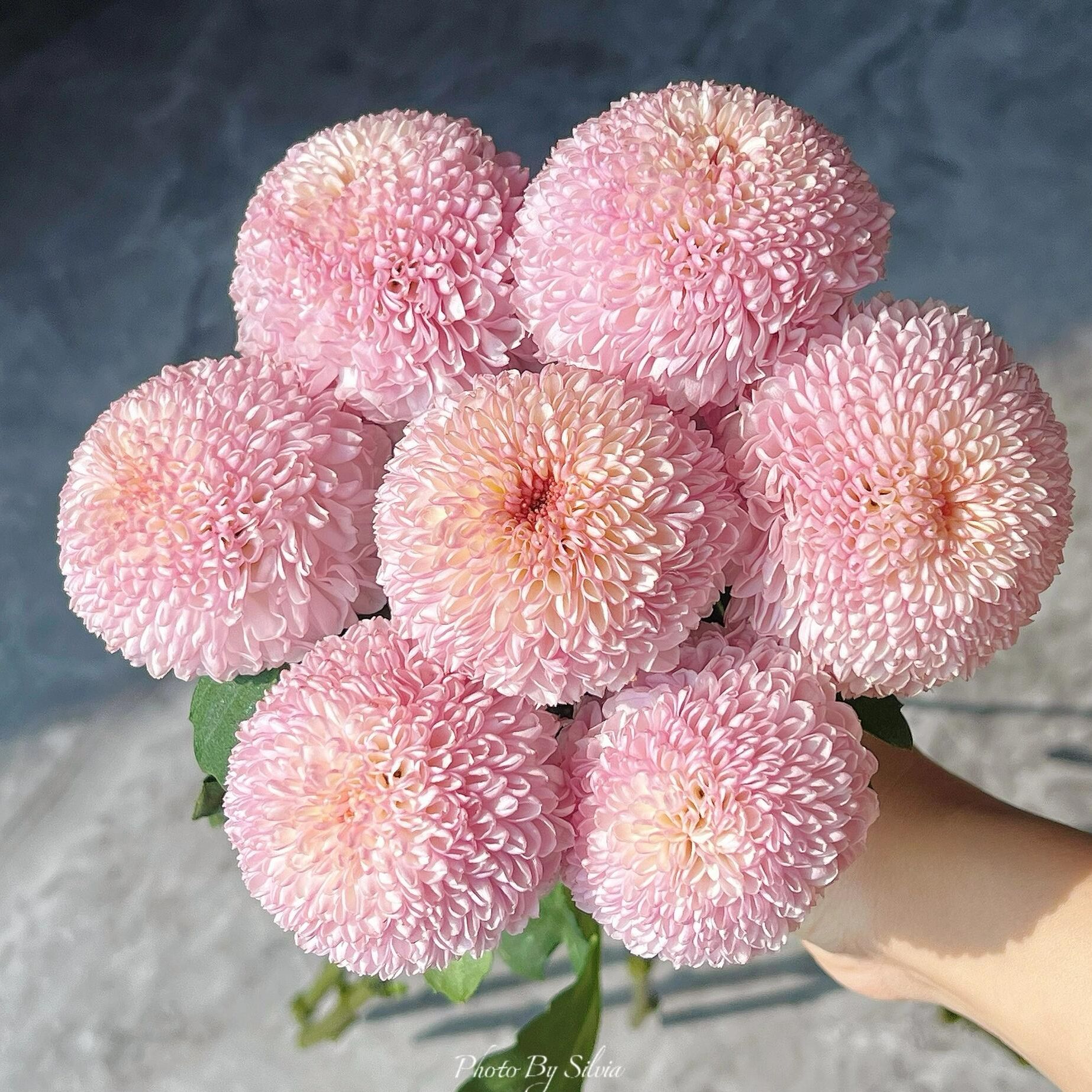 明日达【5支 粉色乒乓菊 】鲜花任意两单顺丰送货上门