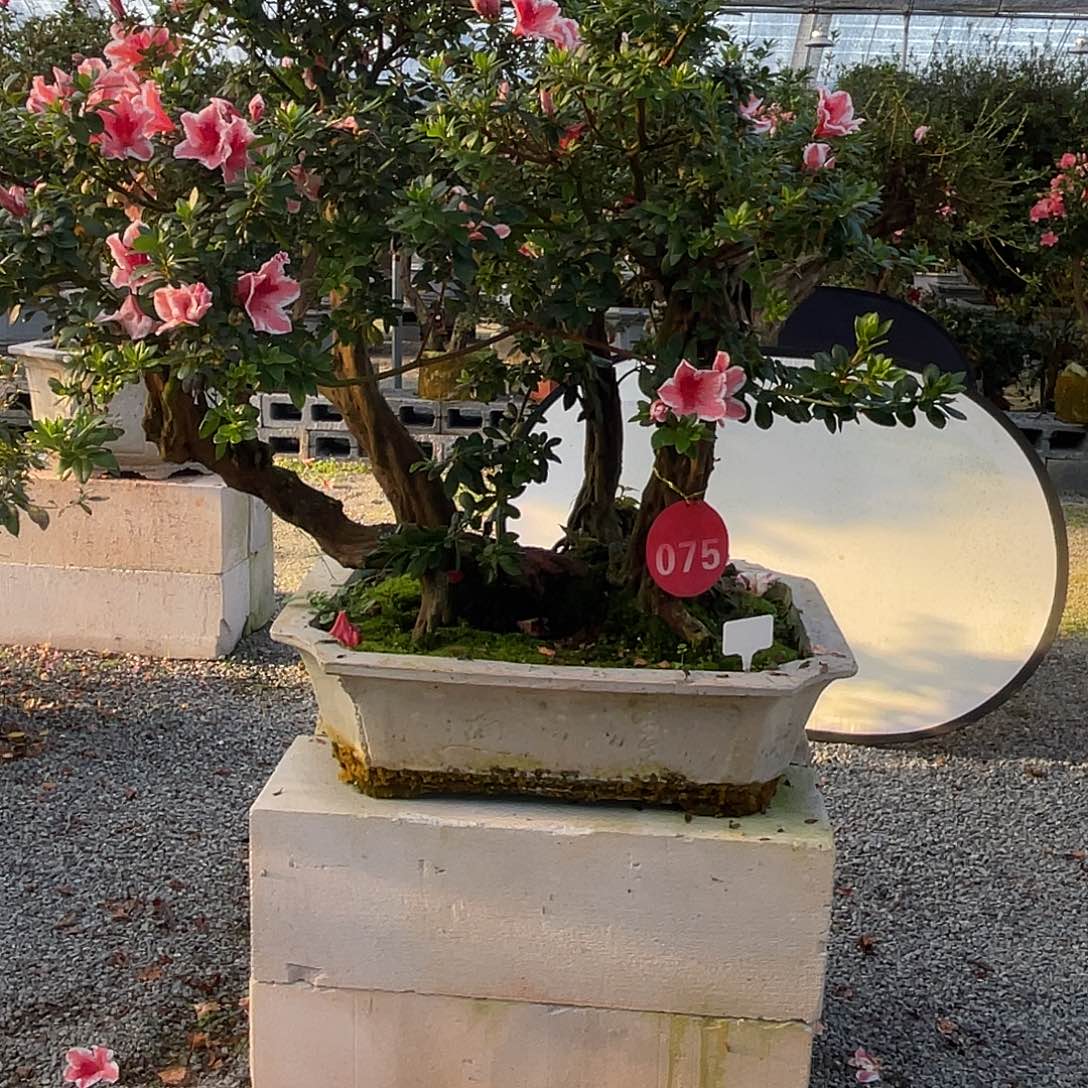 完全开放杜鹃包邮