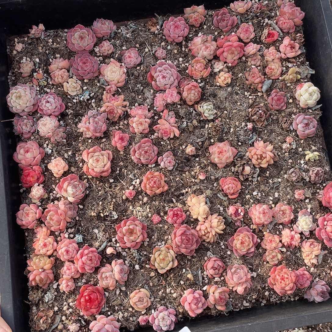 麦***。367。 定。            