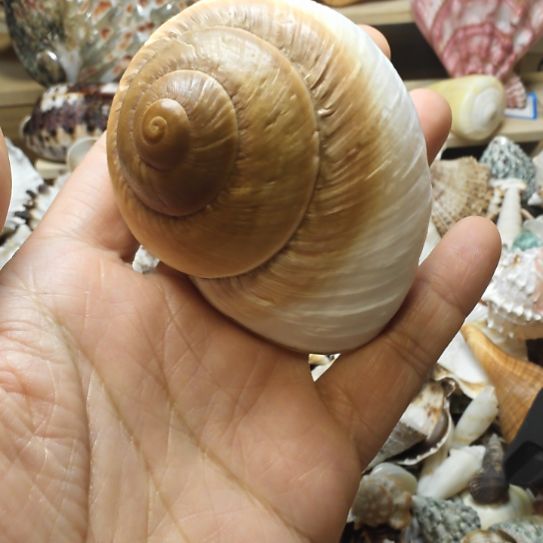 石材寄居蟹替换壳