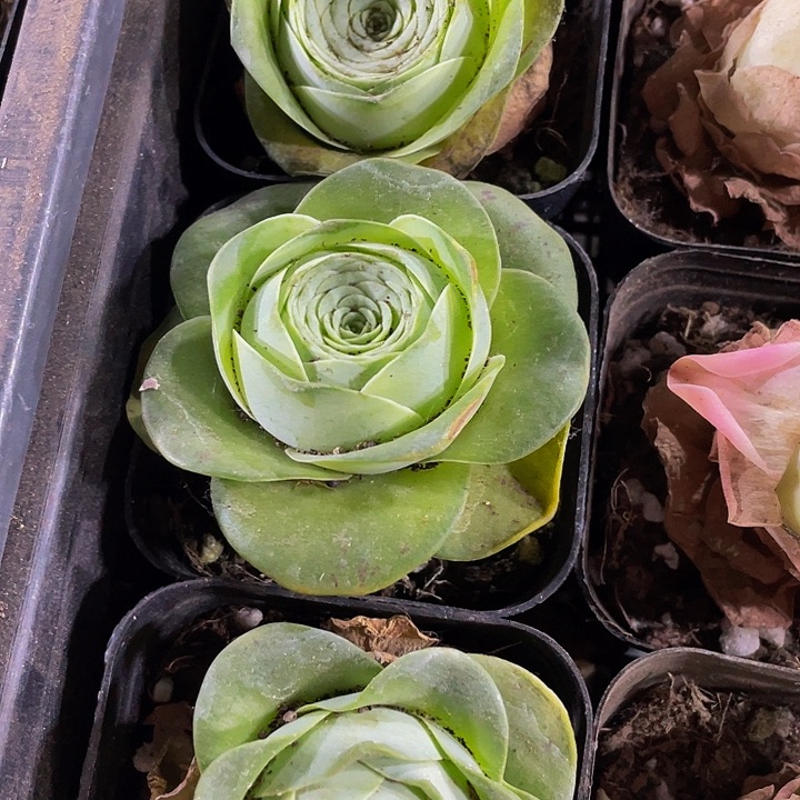 6.5方大鸡蛋玫瑰