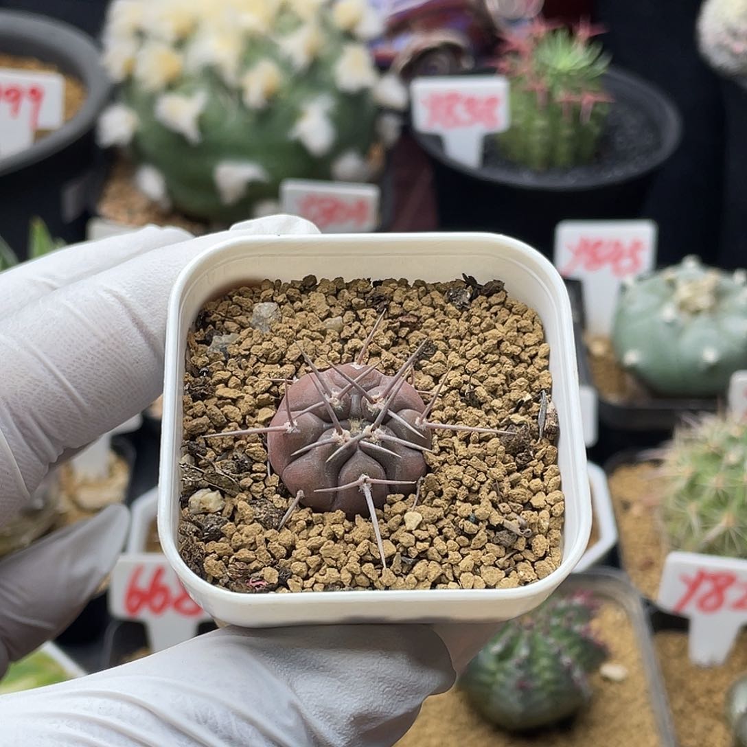 实生守金摩天龙仙人球