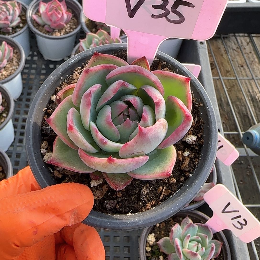 音****事V35惊鸿单头多肉