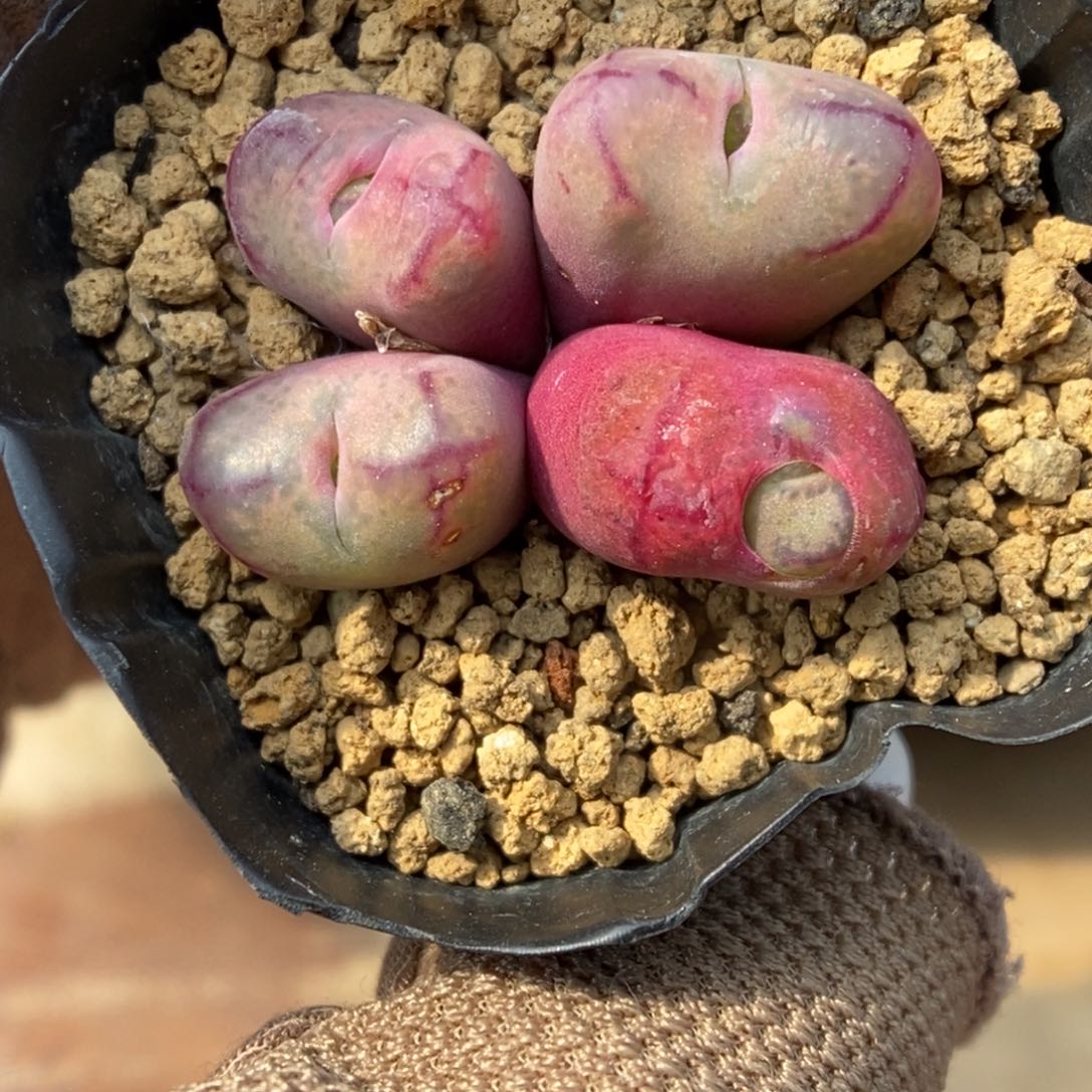 多肉植物肉锥杂交K-476