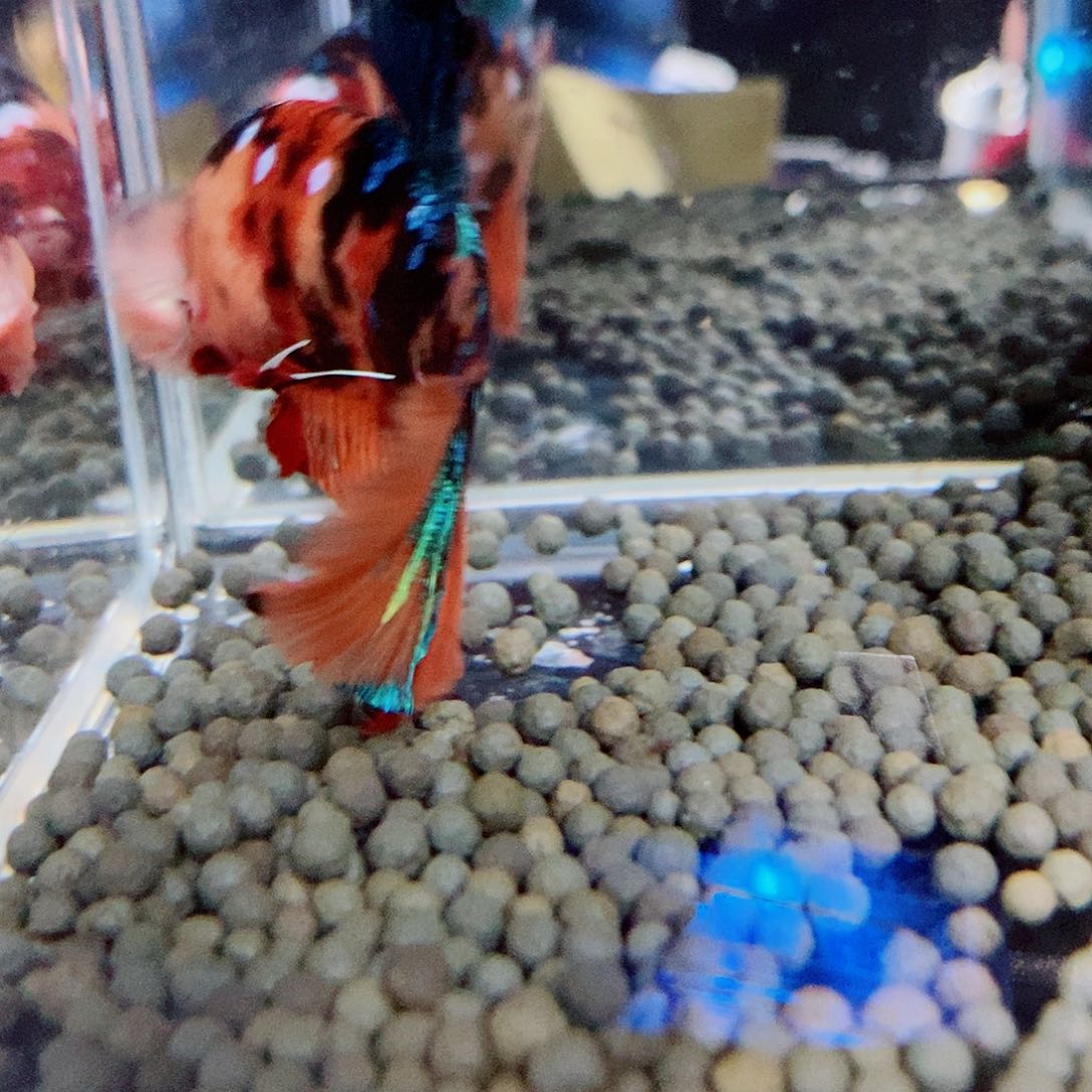 济***店斗鱼黑206号巨斗将军