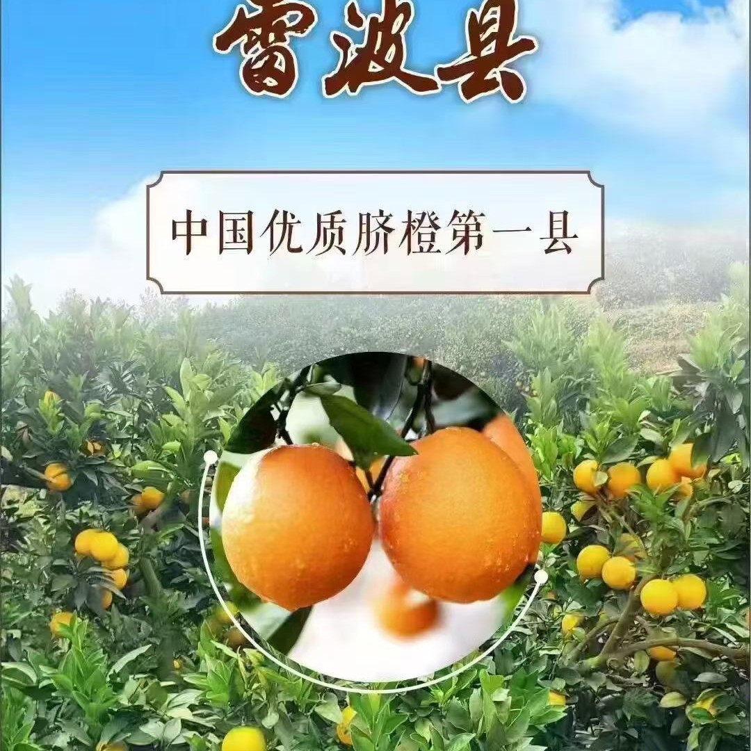 正宗大凉山雷波脐橙新鲜现摘多汁香甜水果