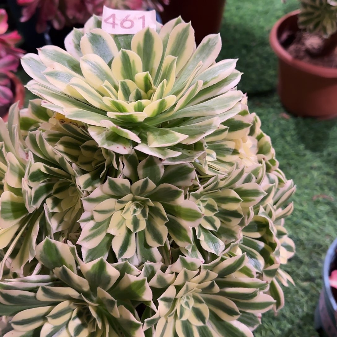 多肉植物迈巴赫461