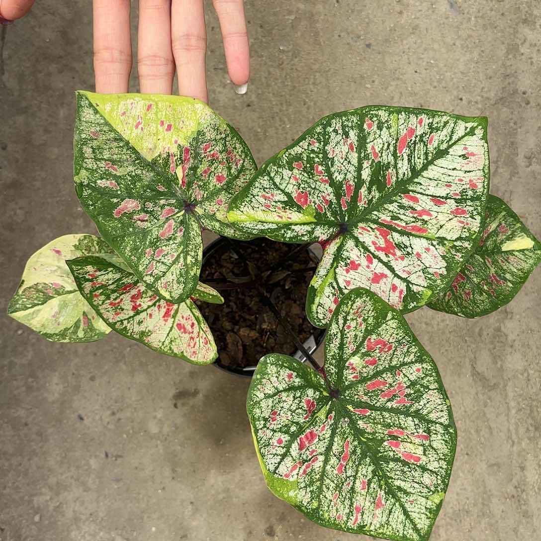 118-0116彩叶芋泰国发货