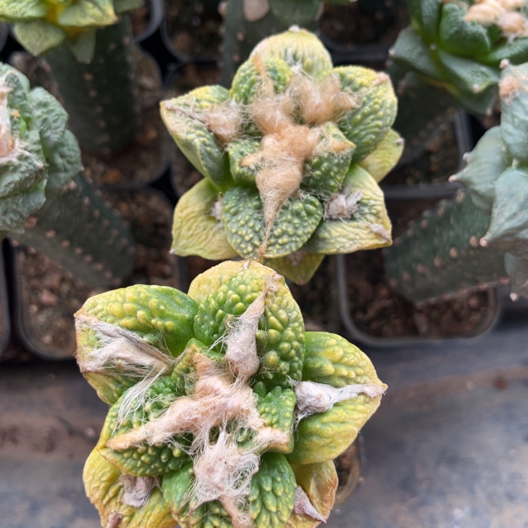 2颗哥龟锦仙人球福利出