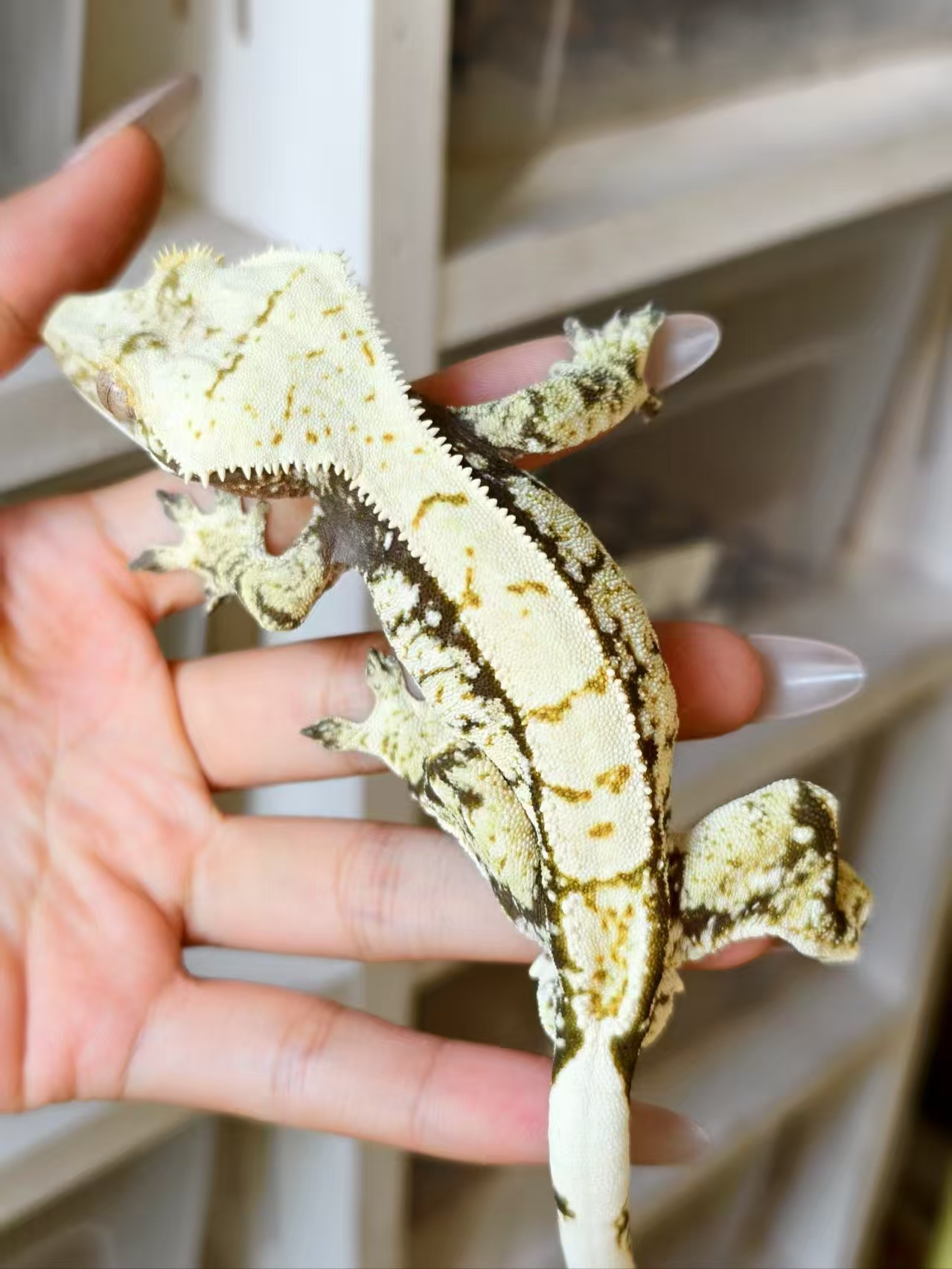 【大个体专区】睫角守宫可爱桌面宠物温顺适合新手方便饲养的爬宠