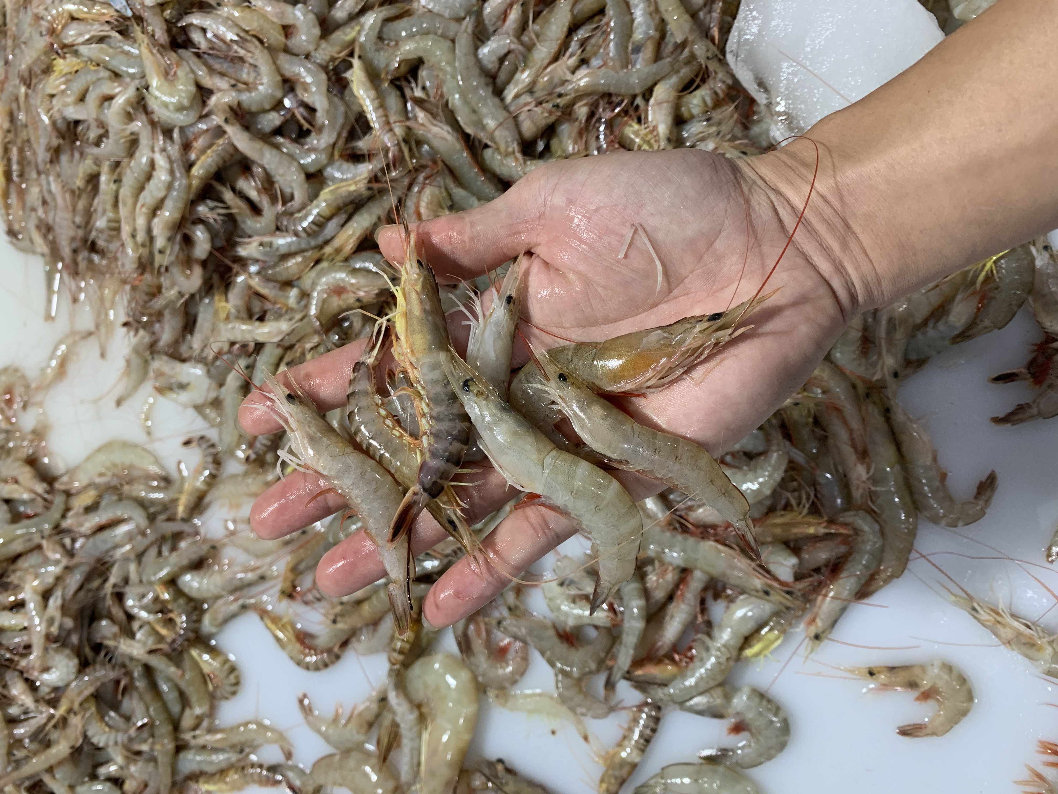 代购野生海捕小海虾3斤，5斤，10斤