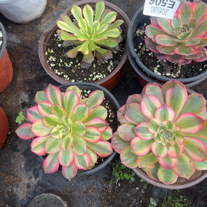 多肉植物506不售后