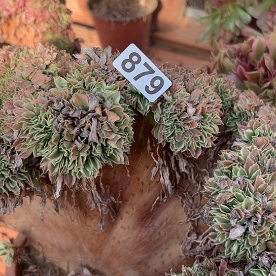 小***艾多肉植物一个白凤有伤879
