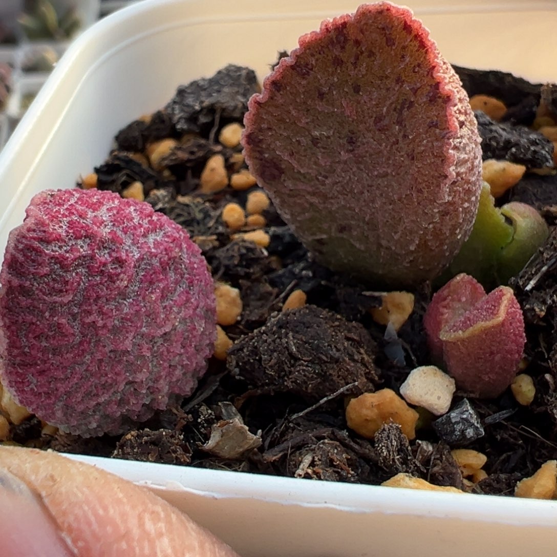 火凤凰加猪肝多肉植物水泡