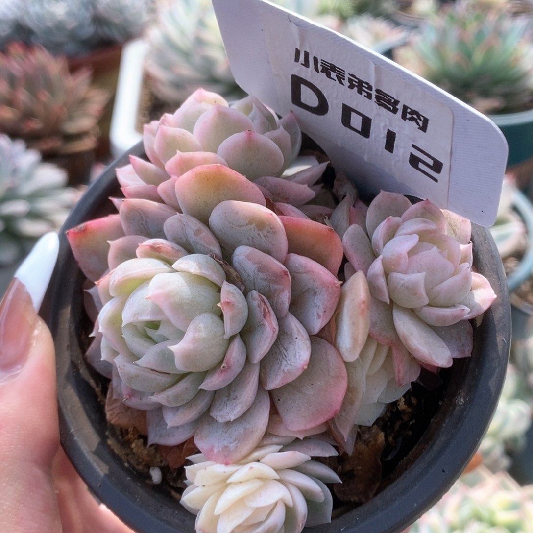 012雪球锦锦锦锦锦锦