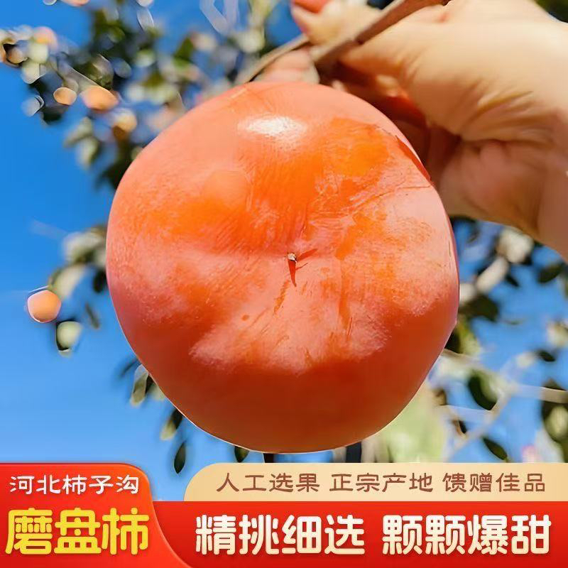 河北保定特大磨盘软柿子新鲜当季黄甜爆汁满城柿子沟特产水果包邮