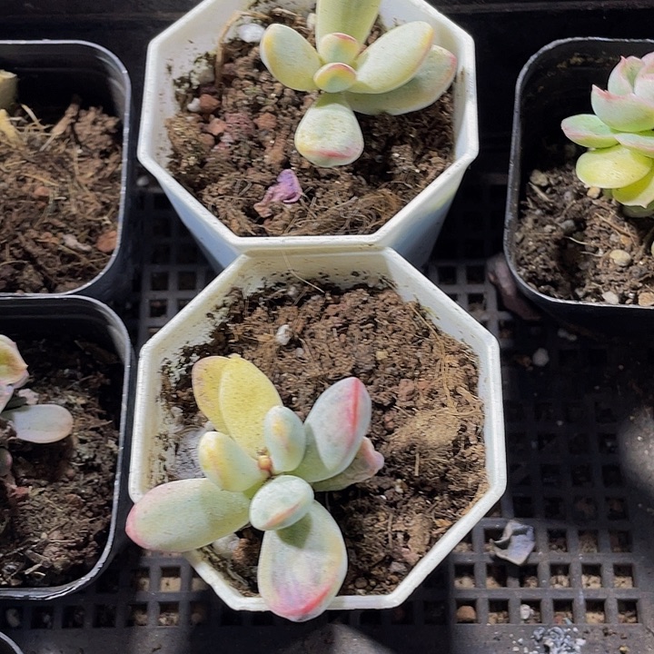 八角盆乒乓锦带盆土发