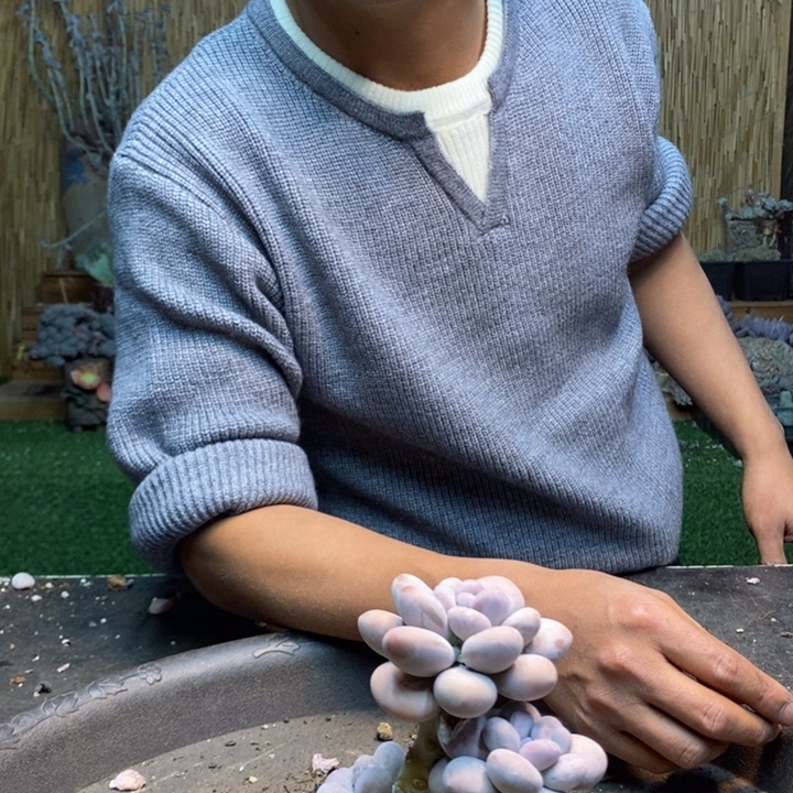 现***后154 号橙雪球多肉植物