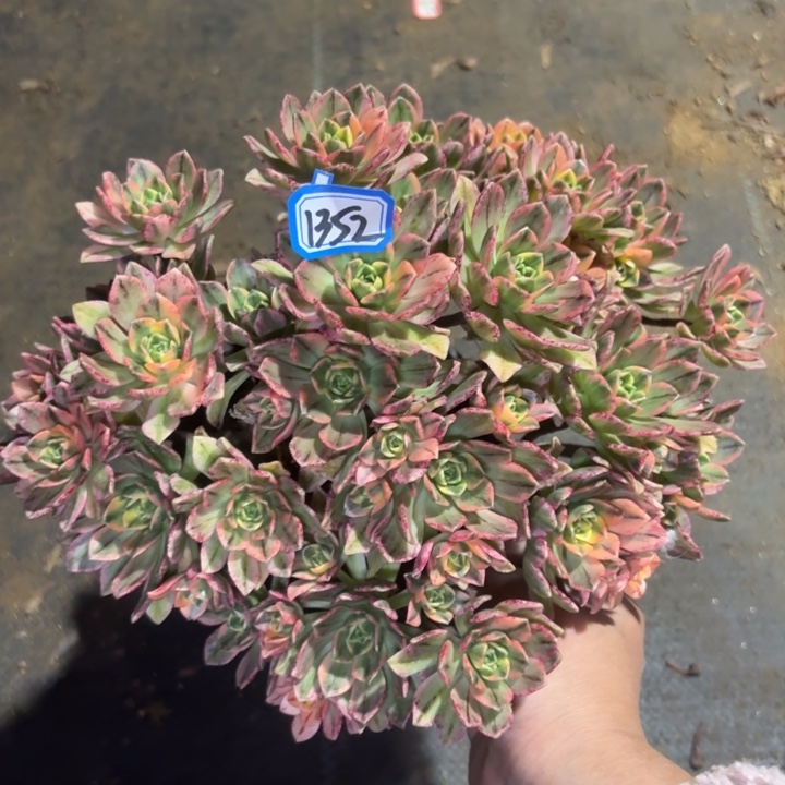 甜茶1352一物一拍法师多肉
