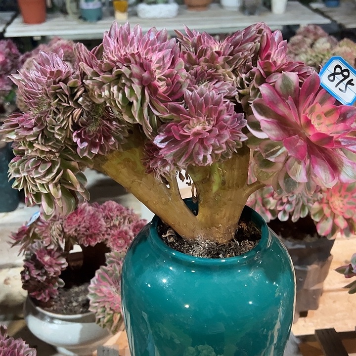 895倾城缀化法师一颗