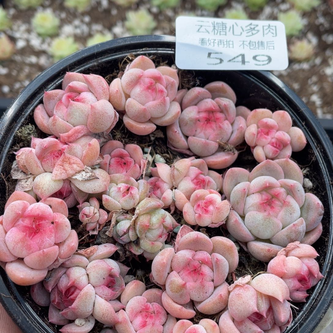 云糖心多肉植物549