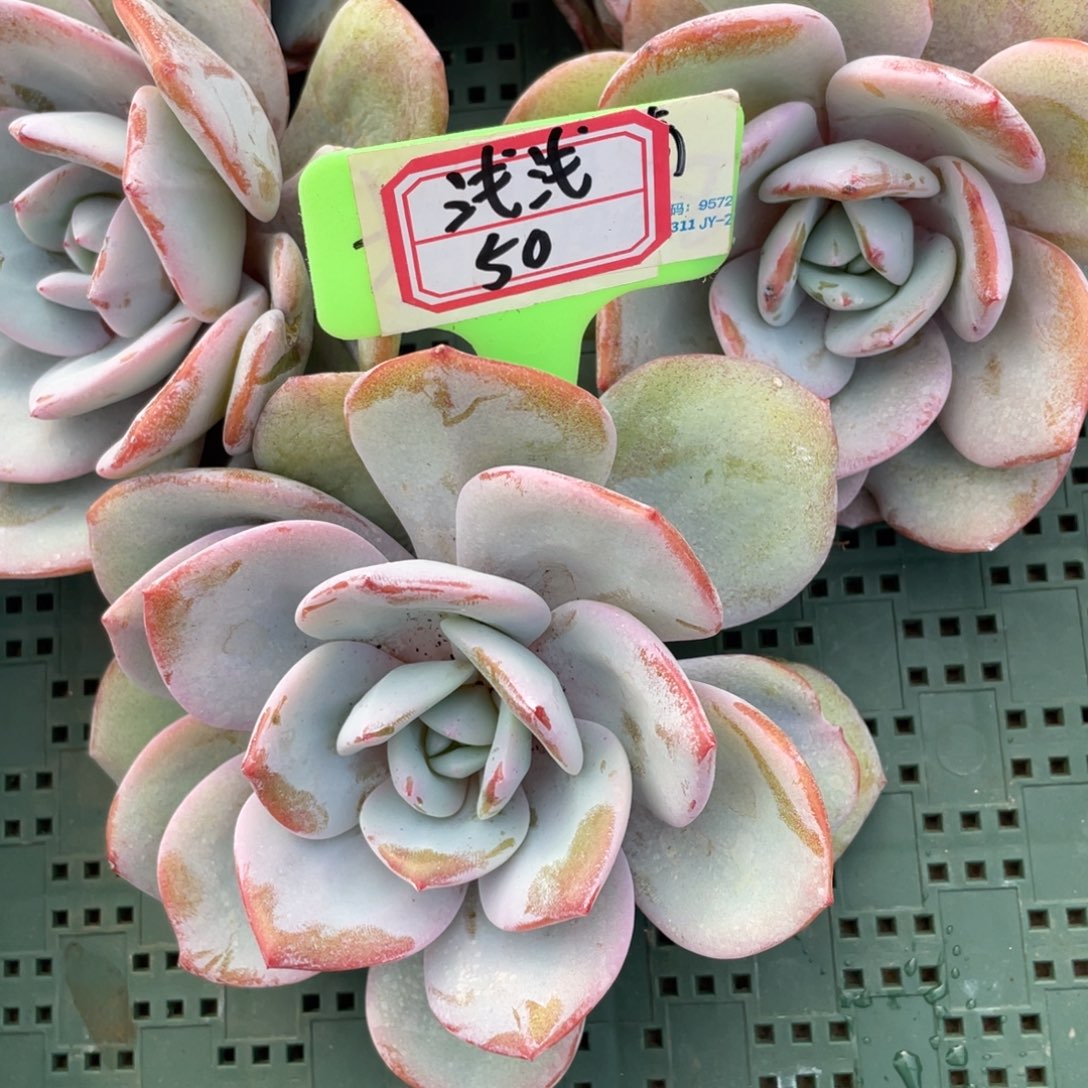 浅***香姐姐我要你一定可以，浅浅50
