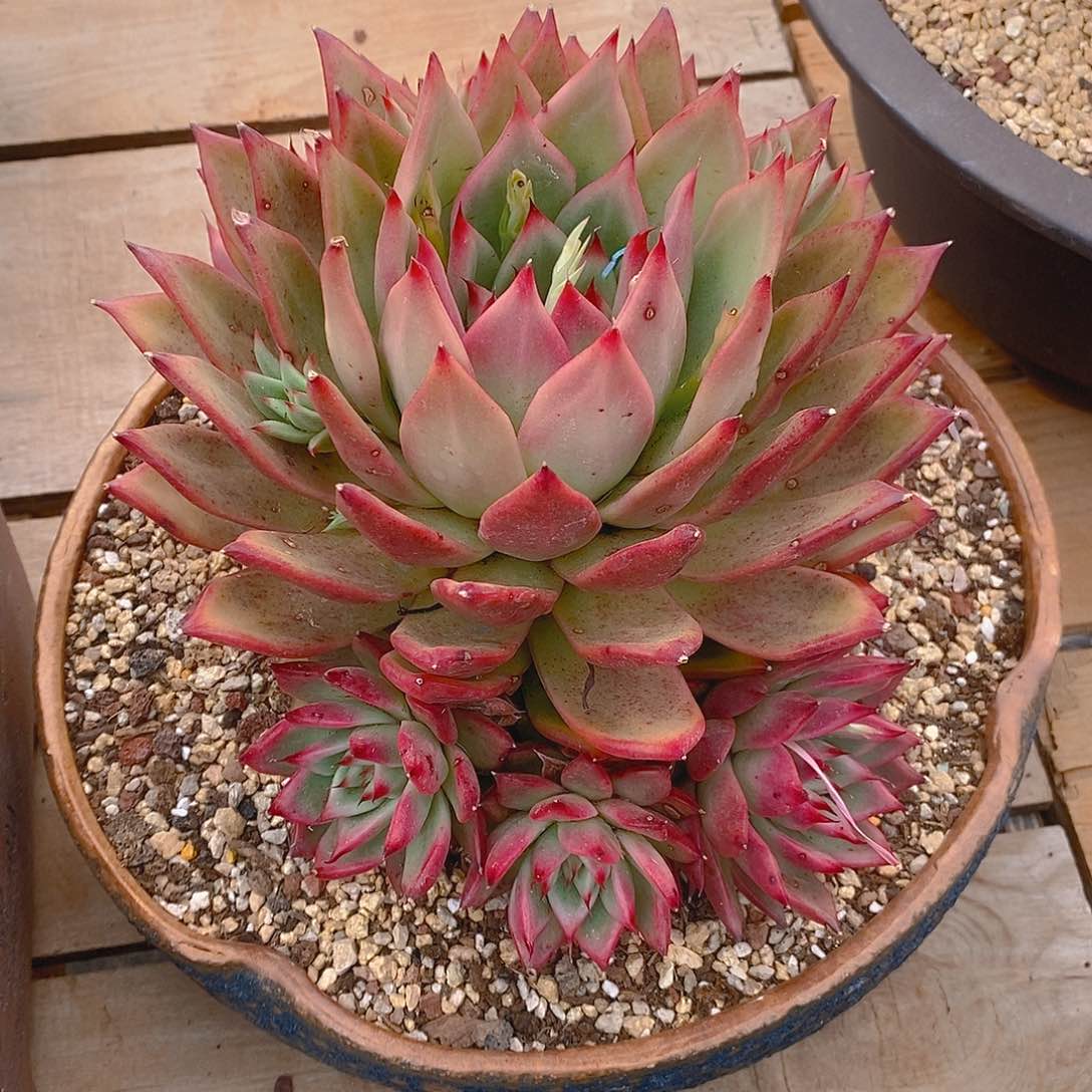 多肉植物彩色吉拉姆
