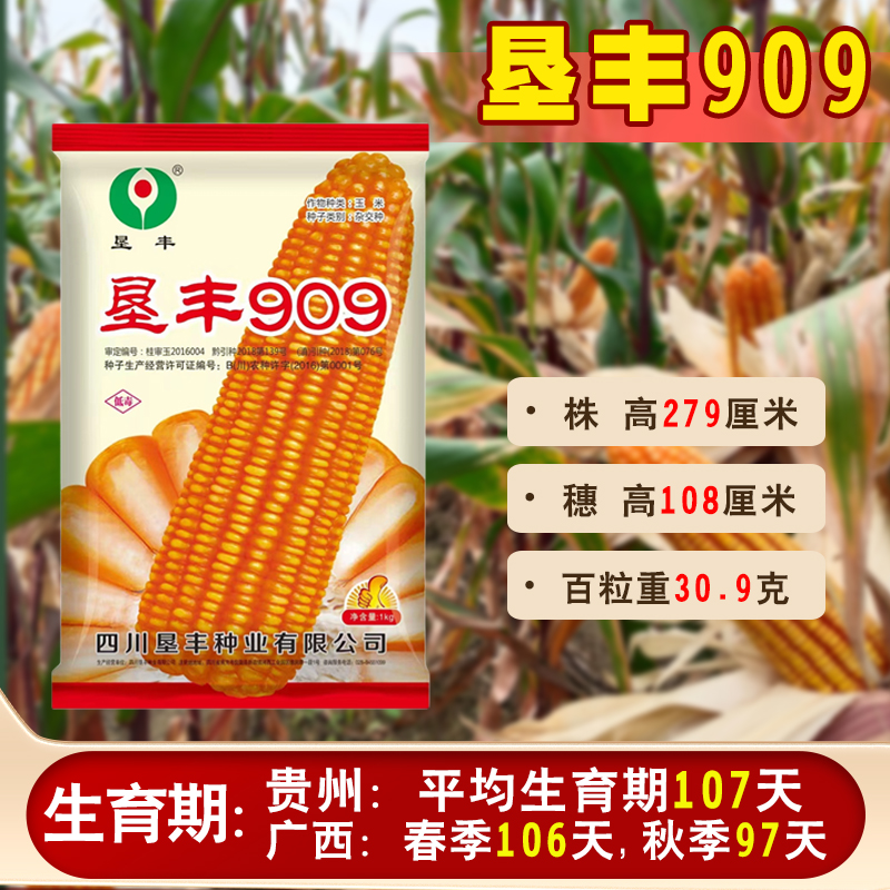 玉米种子垦丰909矮杆大棒硬粒棒子大适应中低海拔种植